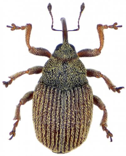 Ceutorhynchus pyrrhorhynchus